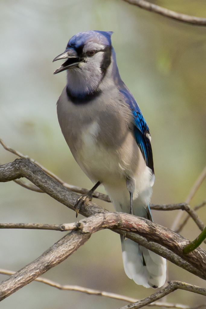 IMAGE: http://mainbyte.com/photos/potn/bluejay.jpg